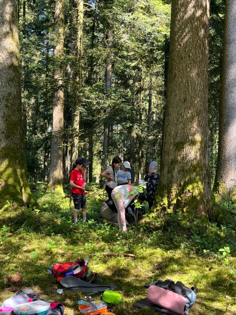 Wald, Sinne, erleben, wandern, Bäume, Spuren, Blätter, fühlen,